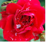 Rosen