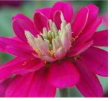 Blumen